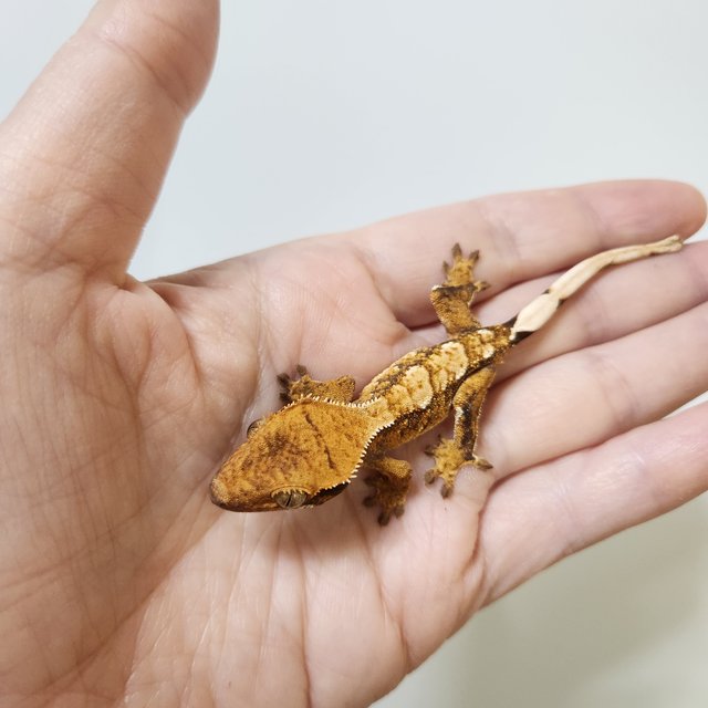 트라이 익스트림할리퀸