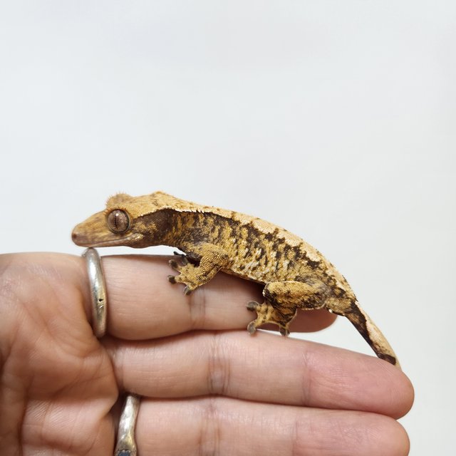 트라이 익스트림할리퀸 텐저린