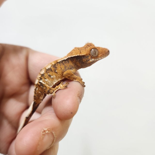 트라이 익스트림할리퀸