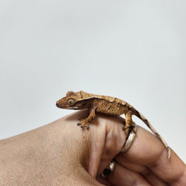 트라이 익스트림할리퀸