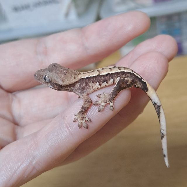 트라이 익스트림할리퀸