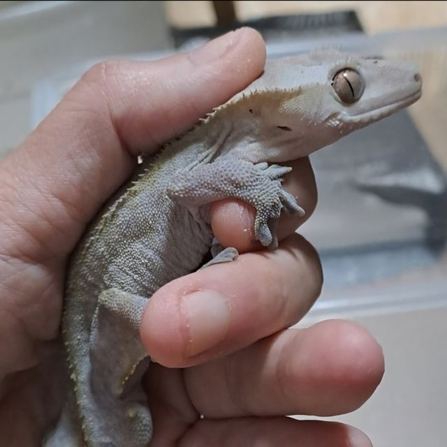 아잔틱