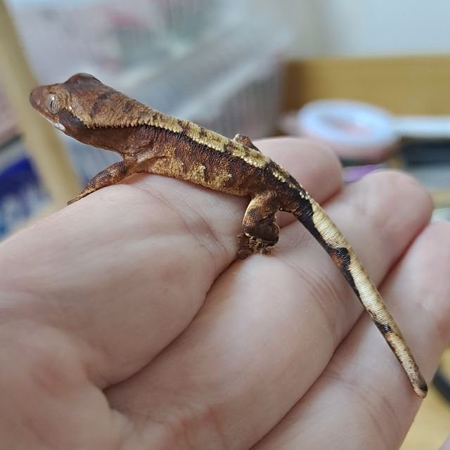 노멀