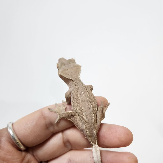 팬텀 레드 카푸치노