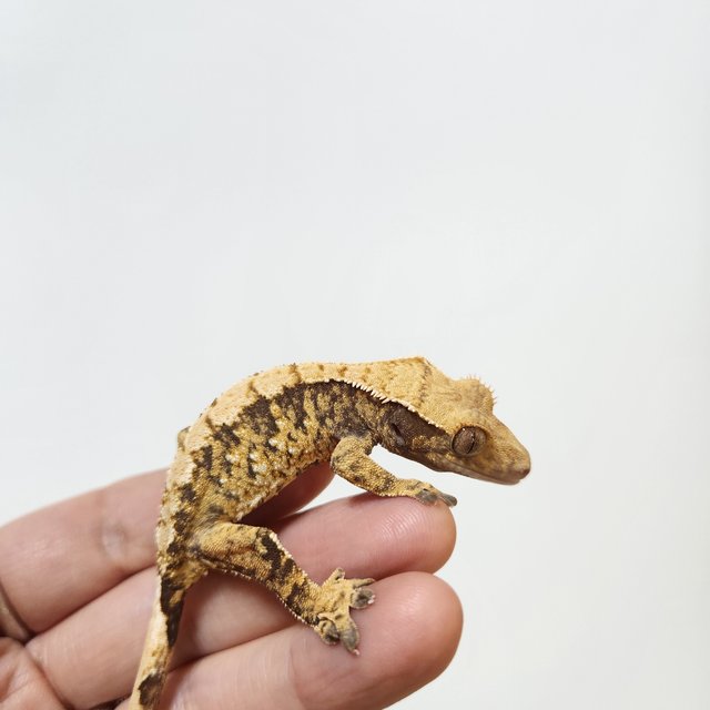 트라이 익스트림할리퀸 텐저린