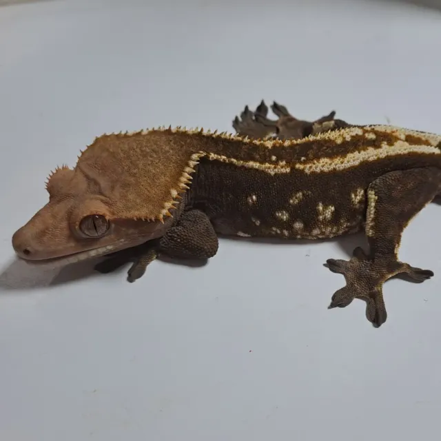 카푸치노