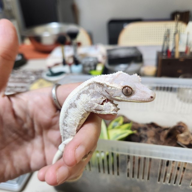 레드 프라푸치노