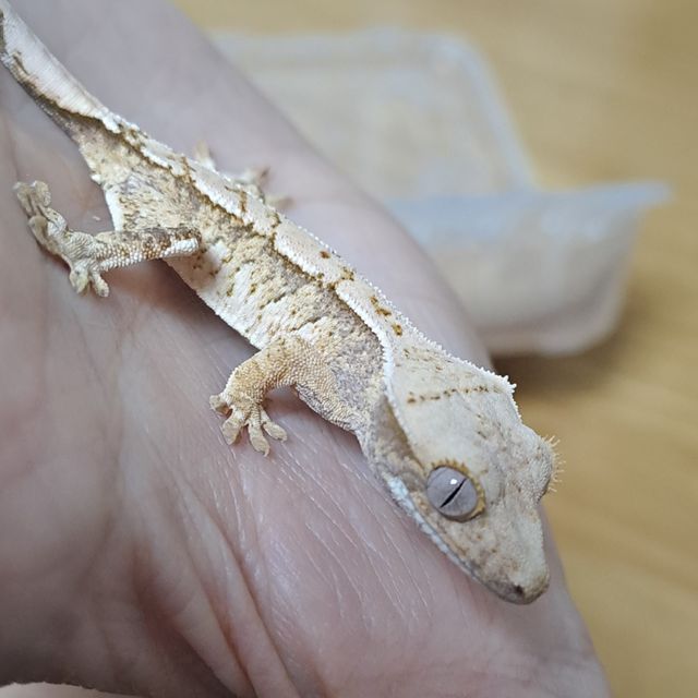 익스트림할리퀸 트라이