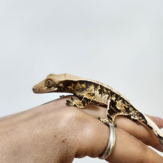 트라이 익스트림할리퀸