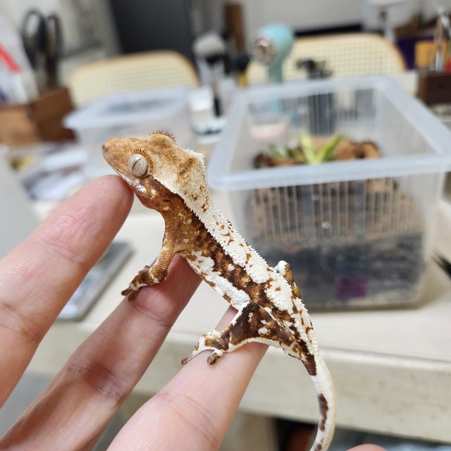 릴리100%헷아잔틱 100%헷아잔틱