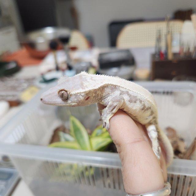 레드 프라푸치노