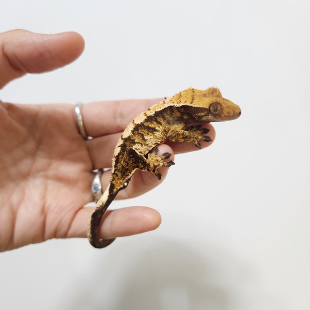 트라이 익스트림할리퀸 텐저린