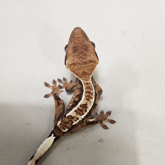 카푸치노 트라이