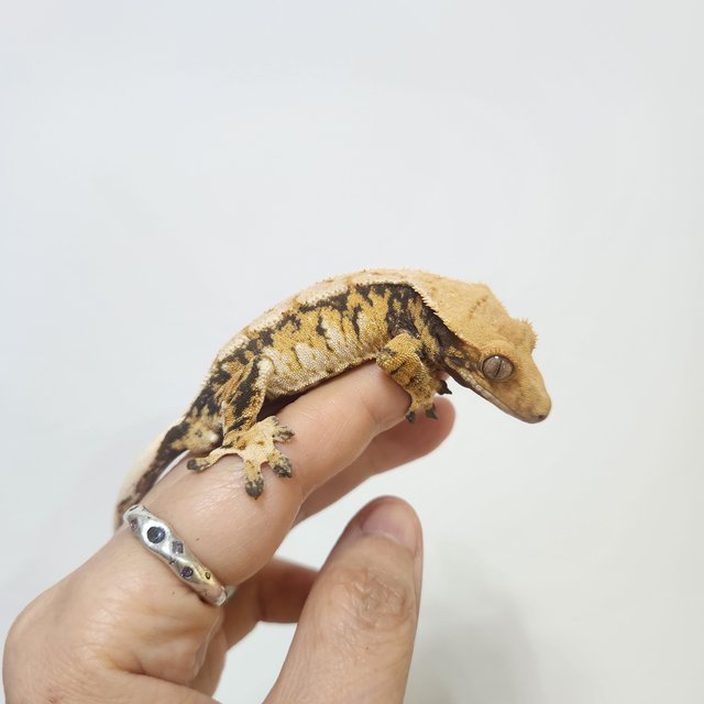 트라이 익스트림할리퀸