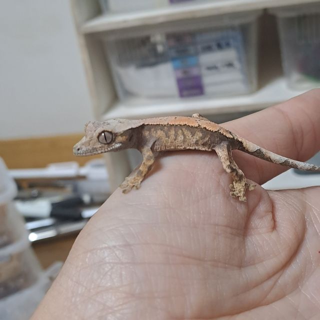 세이블