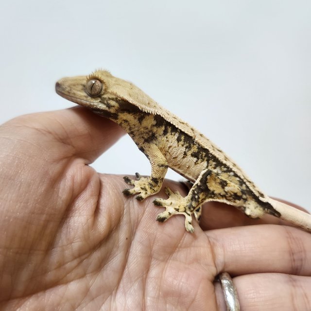 트라이 익스트림할리퀸