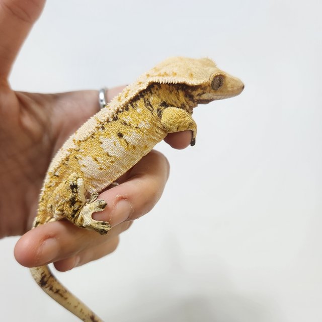 노멀 트라이 익스트림할리퀸