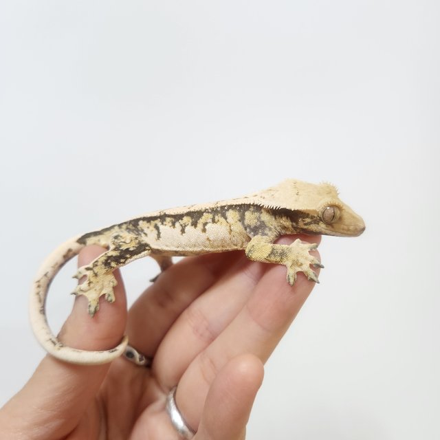 트라이 익스트림할리퀸