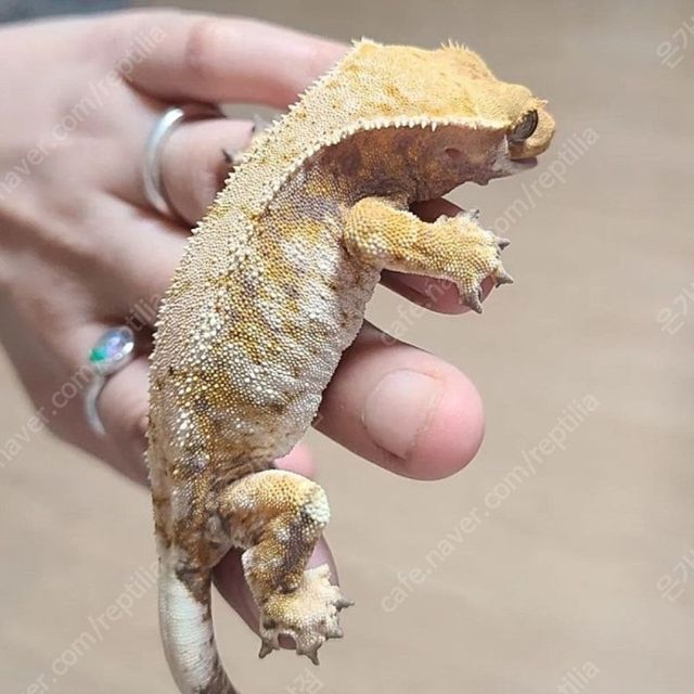 트라이 익스트림할리퀸 드리피 화이트스팟