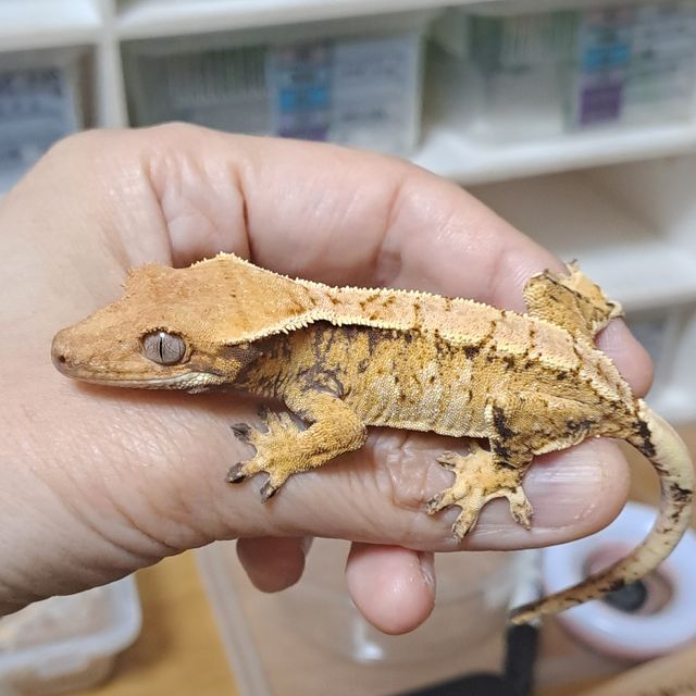 노멀 트라이 익스트림할리퀸