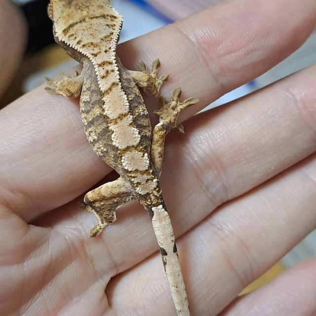 트라이 익스트림할리퀸 텐저린