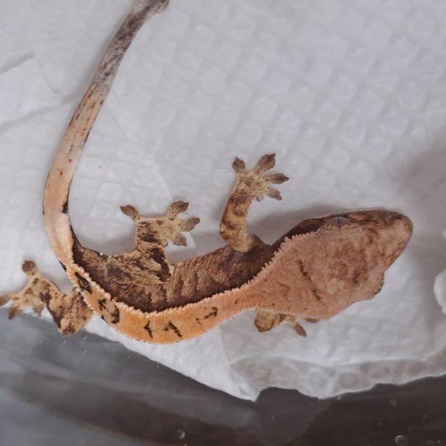 세이블