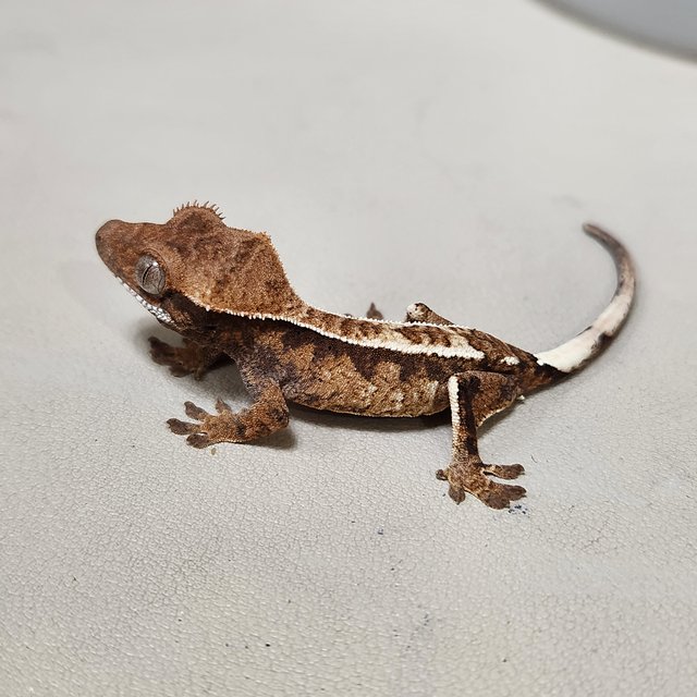 카푸치노 트라이