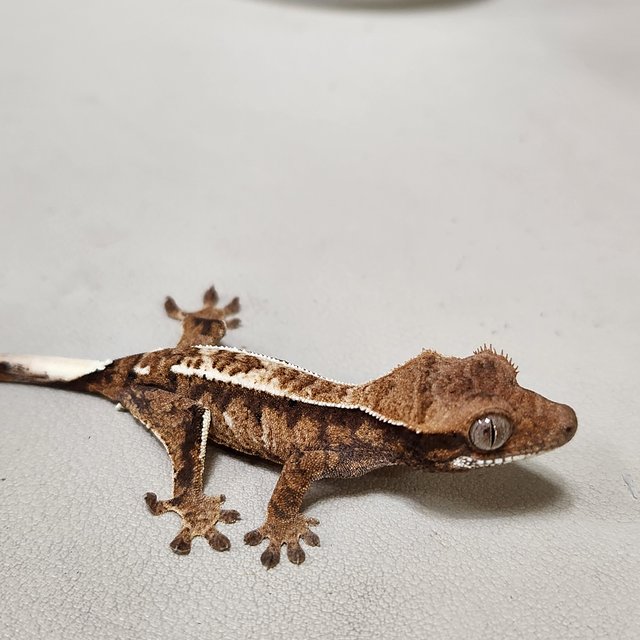 카푸치노 트라이