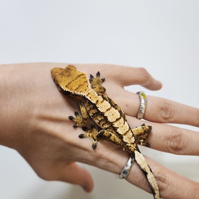 트라이 익스트림할리퀸 텐저린