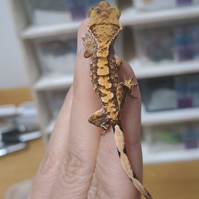 익스트림할리퀸 트라이 텐저린