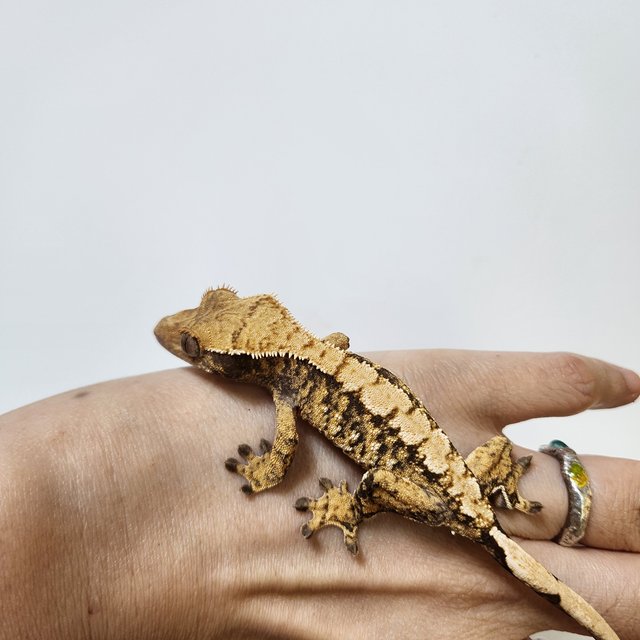 트라이 익스트림할리퀸 텐저린