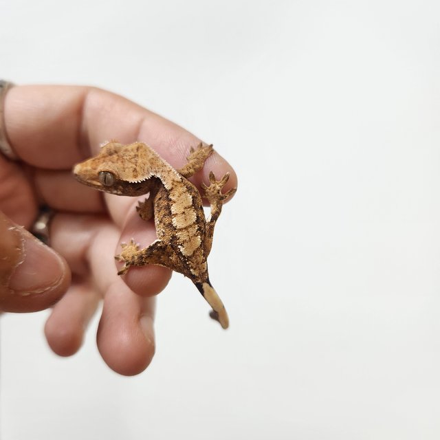 트라이 익스트림할리퀸