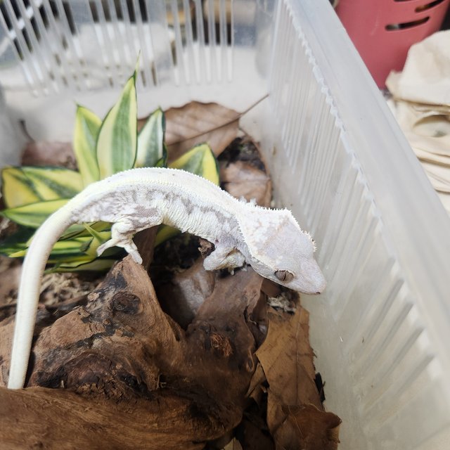 레드 프라푸치노