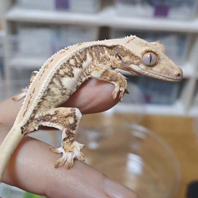 릴리화이트 트라이