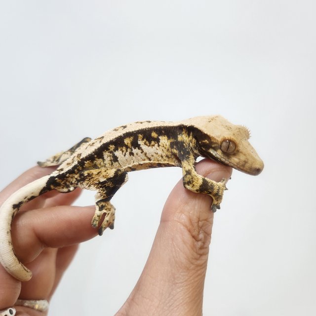 트라이 익스트림할리퀸