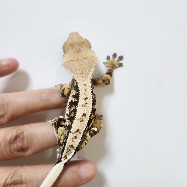 트라이 익스트림할리퀸