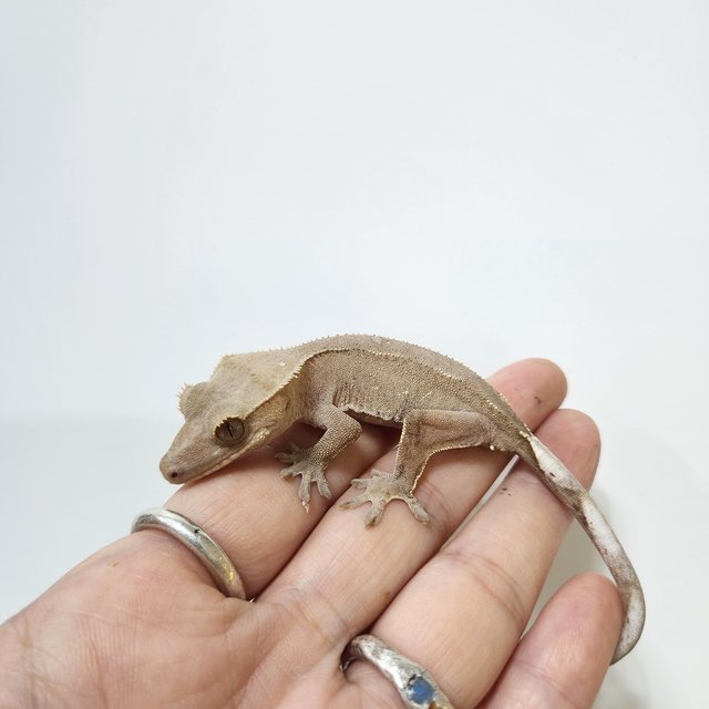 팬텀 레드 카푸치노