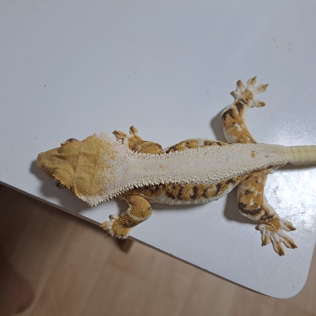 릴리화이트 트라이