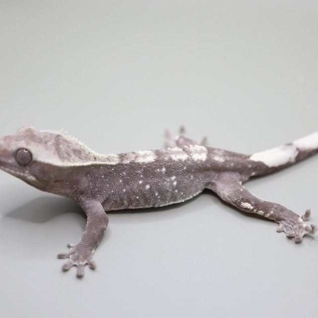아잔틱