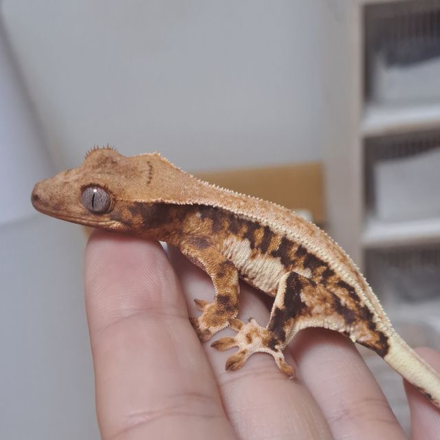 릴리화이트 트라이