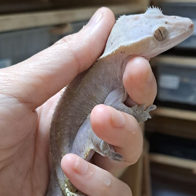 아잔틱