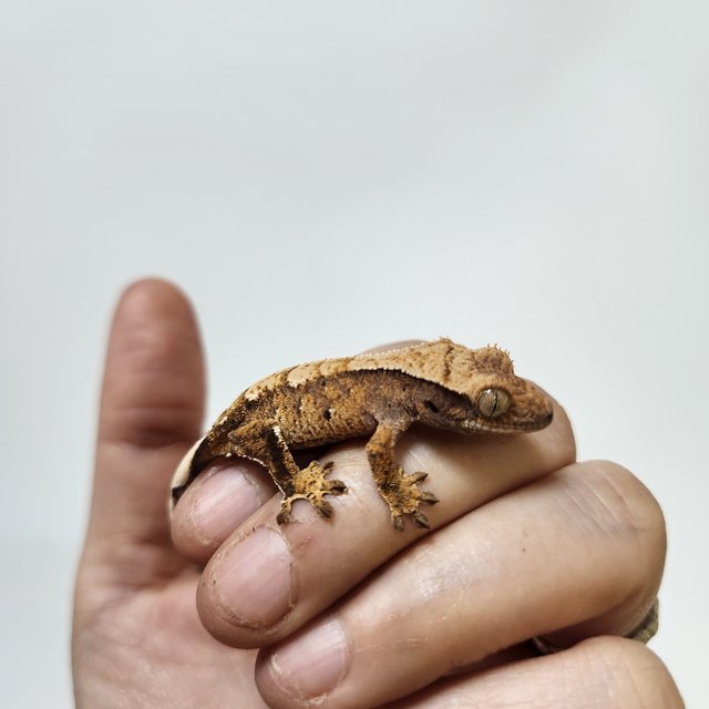 트라이 익스트림할리퀸