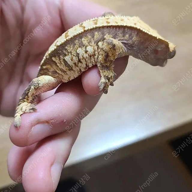 트라이 익스트림할리퀸
