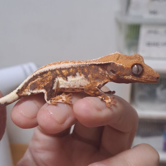 릴리화이트 트라이