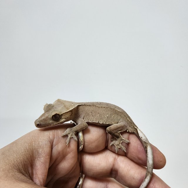 팬텀 레드 카푸치노