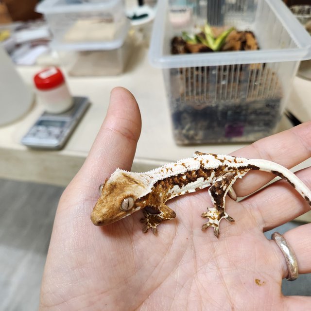 릴리100%헷아잔틱 100%헷아잔틱