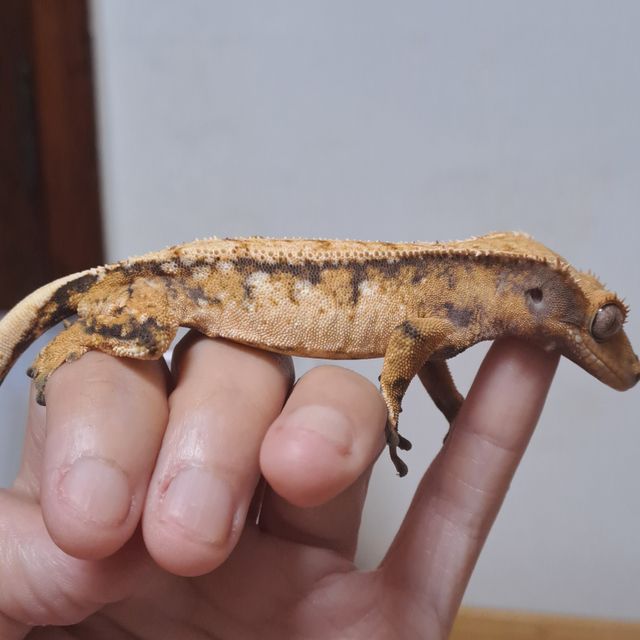 노멀 트라이 익스트림할리퀸 텐저린