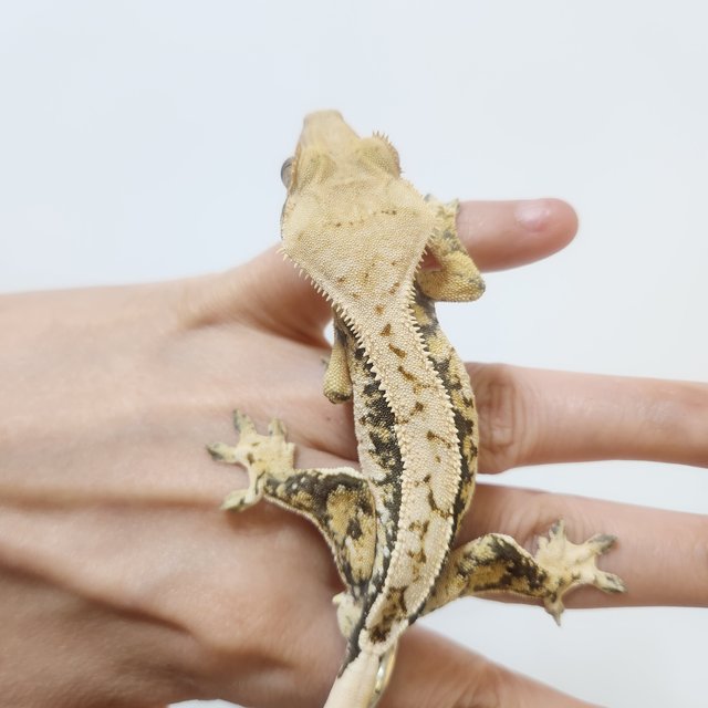 트라이 익스트림할리퀸