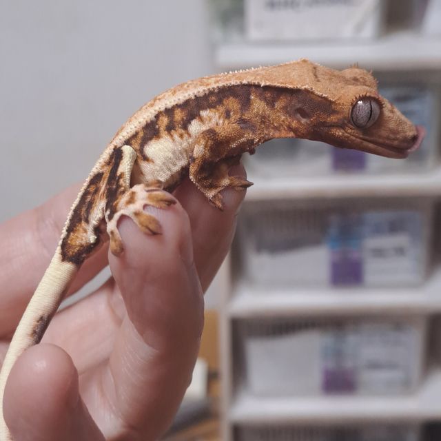 릴리화이트 트라이
