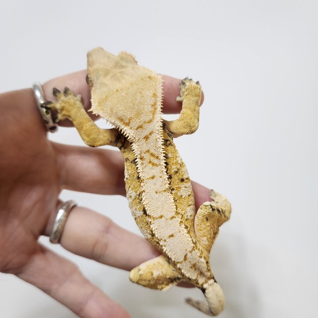 노멀 트라이 익스트림할리퀸